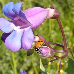hippodamia convergens and penstemon spectabilis - convergent lady beetle on showy penstemon hippodamia convergens and penstemon spectabilis